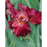 Image courtesy Holland Bulb Farms