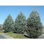 WIchita Blue Juniper...©photo ArborTanics Inc.