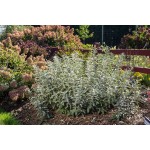 Photo Courtesy of Bailey Nurseries Inc.