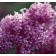 Photo Courtesy of Bailey Nurseries Inc.