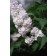 Photo Courtesy of Bailey Nurseries Inc.