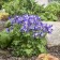 Photo Courtesy of Walter's Gardens Inc.