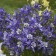 Photo Courtesy of Walter's Gardens Inc.