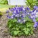 Photo Courtesy of Walter's Gardens Inc.