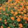 Photo courtesy of TERRA NOVA® Nurseries, Inc.