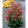 Photo Courtesy of TERRA NOVA® Nurseries, Inc.