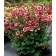 Photo Courtesy of TERRA NOVA® Nurseries, Inc.