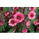 Photo Courtesy of TERRA NOVA® Nurseries, Inc.