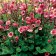 Photo Courtesy of TERRA NOVA® Nurseries, Inc.