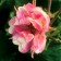Photo Courtesy of TERRA NOVA® Nurseries, Inc.