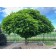 nice tree bruh