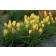 Photo Courtesy of TERRA NOVA® Nurseries, Inc.