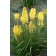Photo Courtesy of TERRA NOVA® Nurseries, Inc.