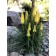 Photo Courtesy of TERRA NOVA® Nurseries, Inc.