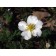 Abbotswood Potentilla...©photo ArborTanics Inc.