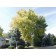 Silver Maple-Fall ©photo ArborTanics Inc.