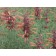Sunset Hyssop...©photo ArborTanics Inc.