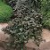 Photo Courtesy of Ball Horticultural Company