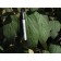 Allegheny Viburnum...©photo ArborTanics Inc.