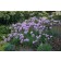 Photo Courtesy of Ball Horticultural Company