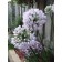 Photo Courtesy of Ball Horticultural Company