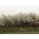 American Plum...©photo ArborTanics Inc.