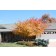 GINNALA MAPLE ©photo ArborTanics Inc.