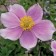 Photo Courtesy of Syngenta Flowers