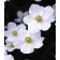 Photo Courtesy of Bailey Nurseries Inc.