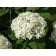 Annabelle Hydrangea...©photo ArborTanics Inc.