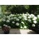 Annabelle Hardy Hydrangea...©photo ArborTanics Inc.