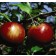 Photo Courtesy of Bailey Nurseries Inc.