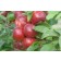 Photo Courtesy of Bailey Nurseries Inc.