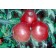 Photo Courtesy of The National Fruit Collection By National Fruit Collection, <a href="https://en.wikipedia.org/wiki/Brogdale" class="extiw" title="w:Brogdale">Brogdale</a>. - <a rel="nofollow" class="external free" href="http://www.nationalfruitcollectio