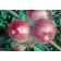 Photo Courtesy of The National Fruit Collection By National Fruit Collection, <a href="https://en.wikipedia.org/wiki/Brogdale" class="extiw" title="w:Brogdale">Brogdale</a>. - <a rel="nofollow" class="external free" href="http://www.nationalfruitcollectio