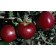 Photo Courtesy of Bailey Nurseries Inc.