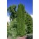 Photo Courtesy of Iseli Nursery