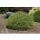 Photo Courtesy of Iseli Nursery