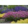 Photo Courtesy of Walter's Gardens, Inc.