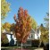 ARMSTRONG MAPLE-Longmont Colorado ©photo ArborTanics Inc.