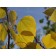 QUAKING ASPEN ( fall ) ©photo by ArborTanics inc.