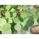 QUAKING ASPEN ( summer leaves ) ©photo by ArborTanics inc.