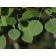 QUAKING ASPEN ©photo by ArborTanics inc.
