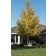 QUAKING ASPEN  ©photo by ArborTanics inc.