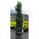 Photo Courtesy of Bron & Sons Nursery Co.