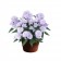 Photo Courtesy of Syngenta Flowers