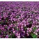 Photo Courtesy of Bailey Nurseries Inc.
