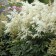 Photo Courtesy of Walter's Gardens, Inc.