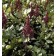 Photo Courtesy of Bailey Nurseries Inc.