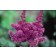Photo Courtesy of Bailey Nurseries Inc.